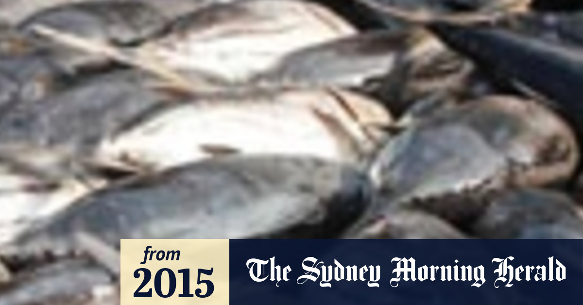 Three more diners sick from eating tuna salad at Sydney cafe claim